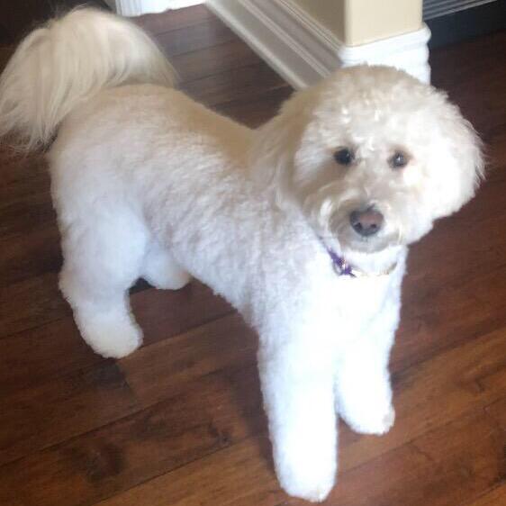The Prancing Puppy - Thousand Oaks, CA