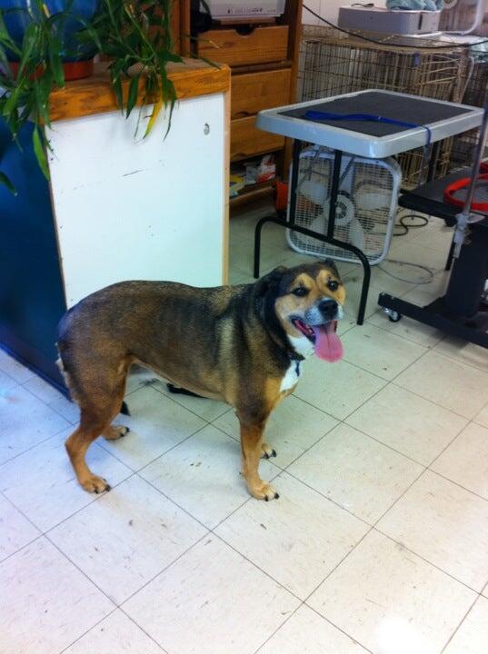 Lucky Dog Grooming Snellville, GA Nextdoor