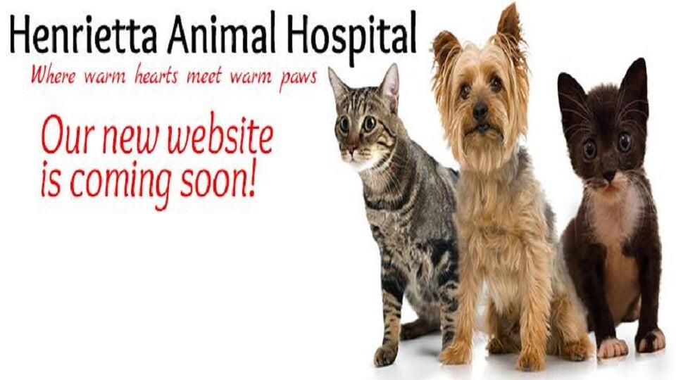 Henrietta Animal Hospital Henrietta, NY Nextdoor