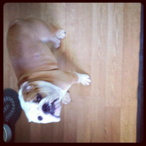 Greenfield Hill Dog Grooming Fairfield, CT Nextdoor