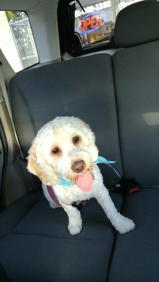 Classy Pet Grooming