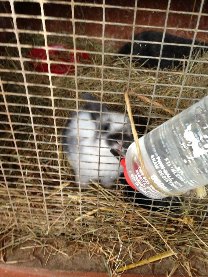 Wellgate Community Farm Romford Nextdoor