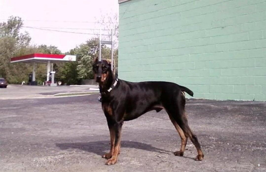 Bannister Veterinary Clinic Raytown, MO Nextdoor