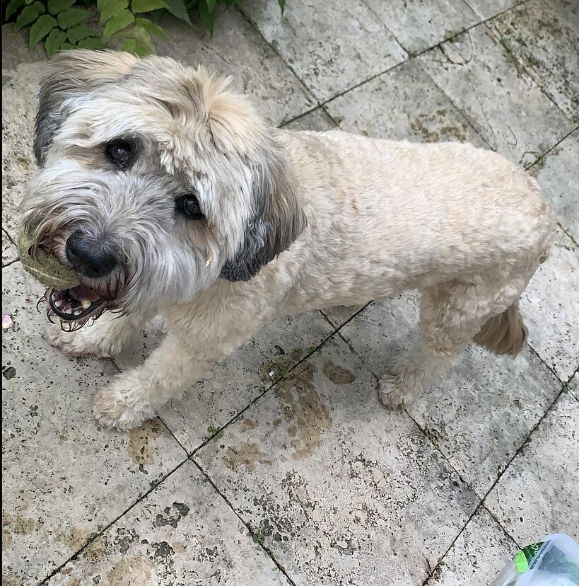 Happy paws dog walks and training courses London Nextdoor