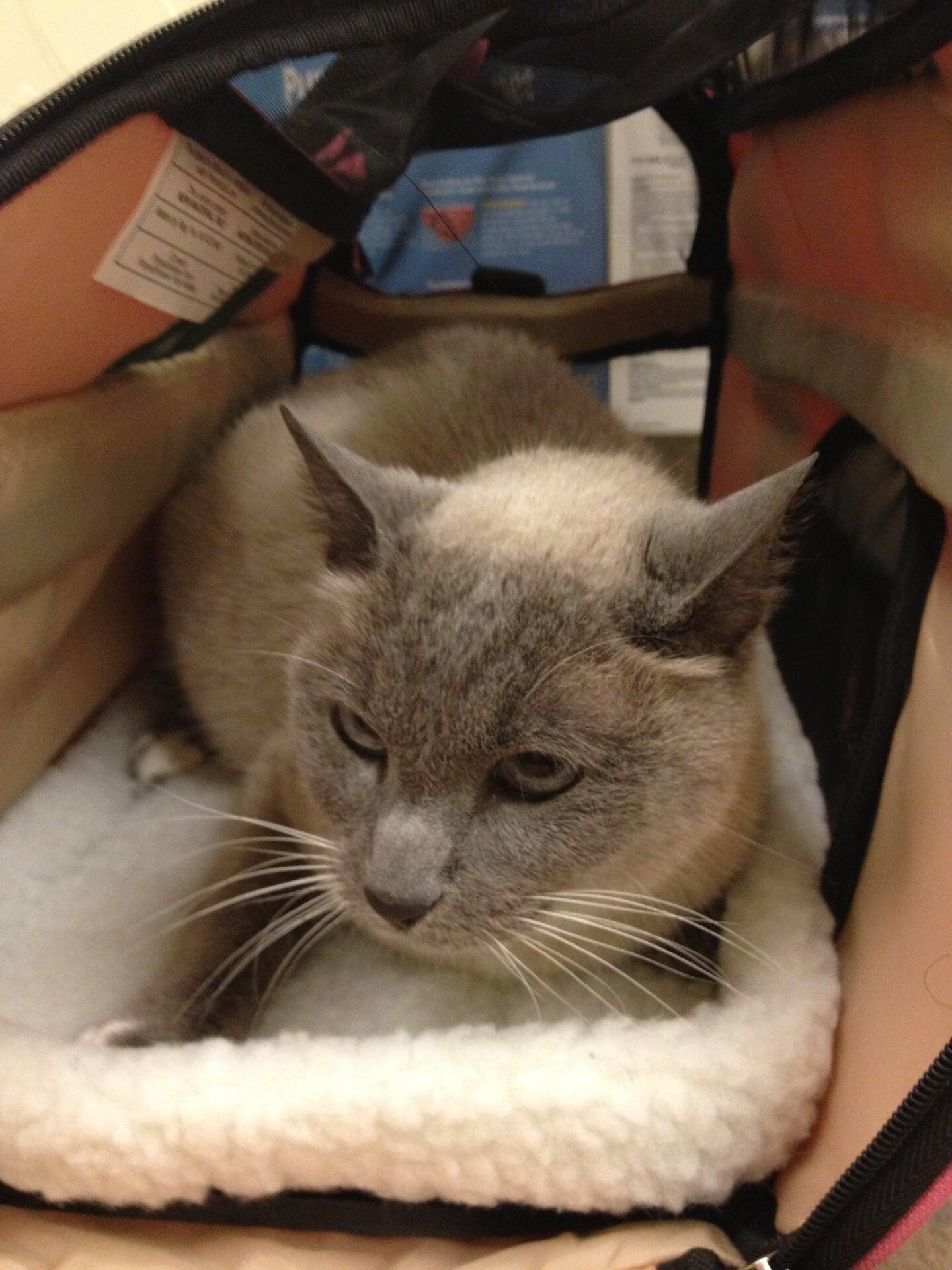 Argyle Veterinary Hospital Argyle, TX Nextdoor