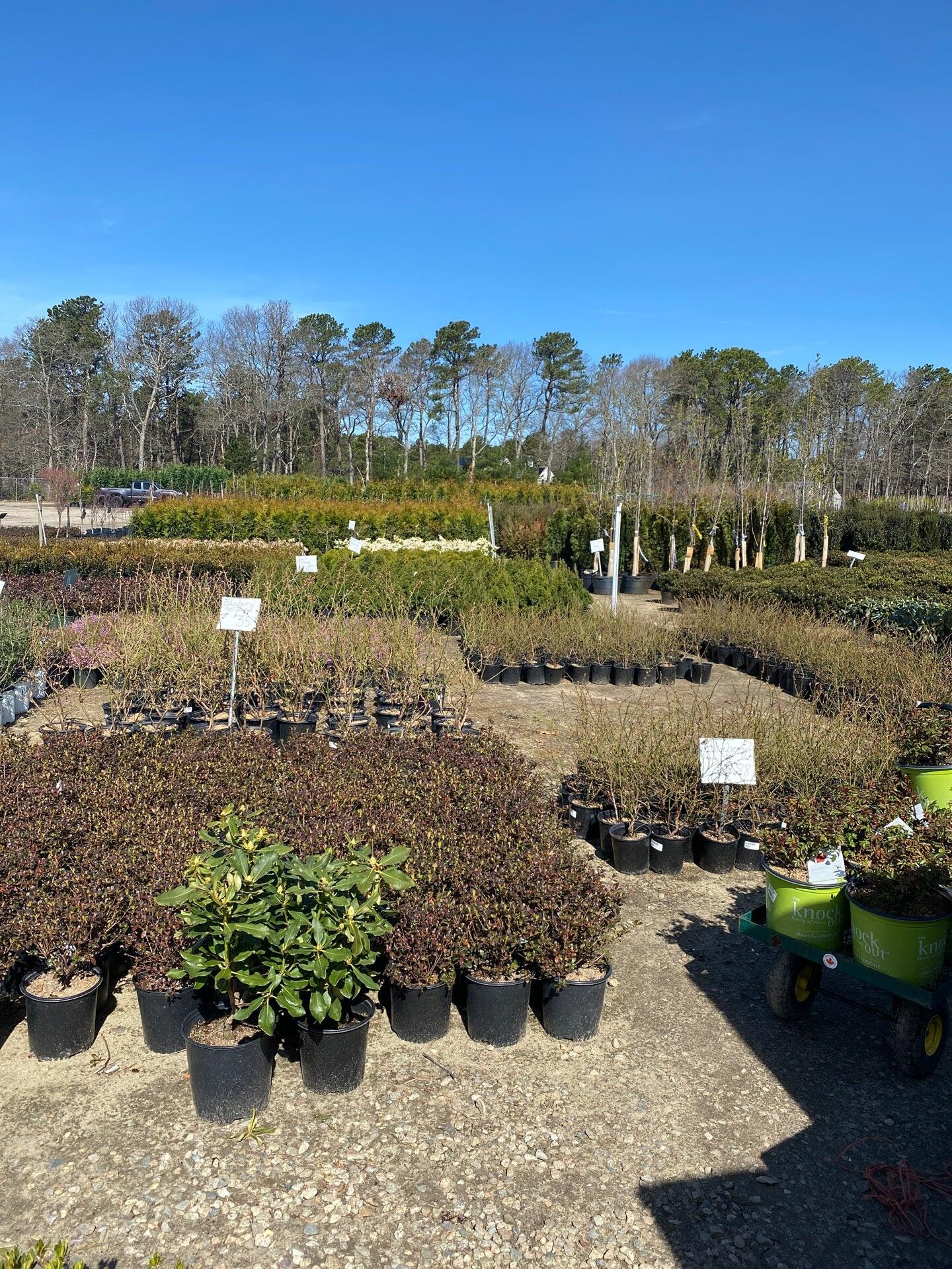 Cape Cod Wholesale Nursery East Falmouth, MA Nextdoor