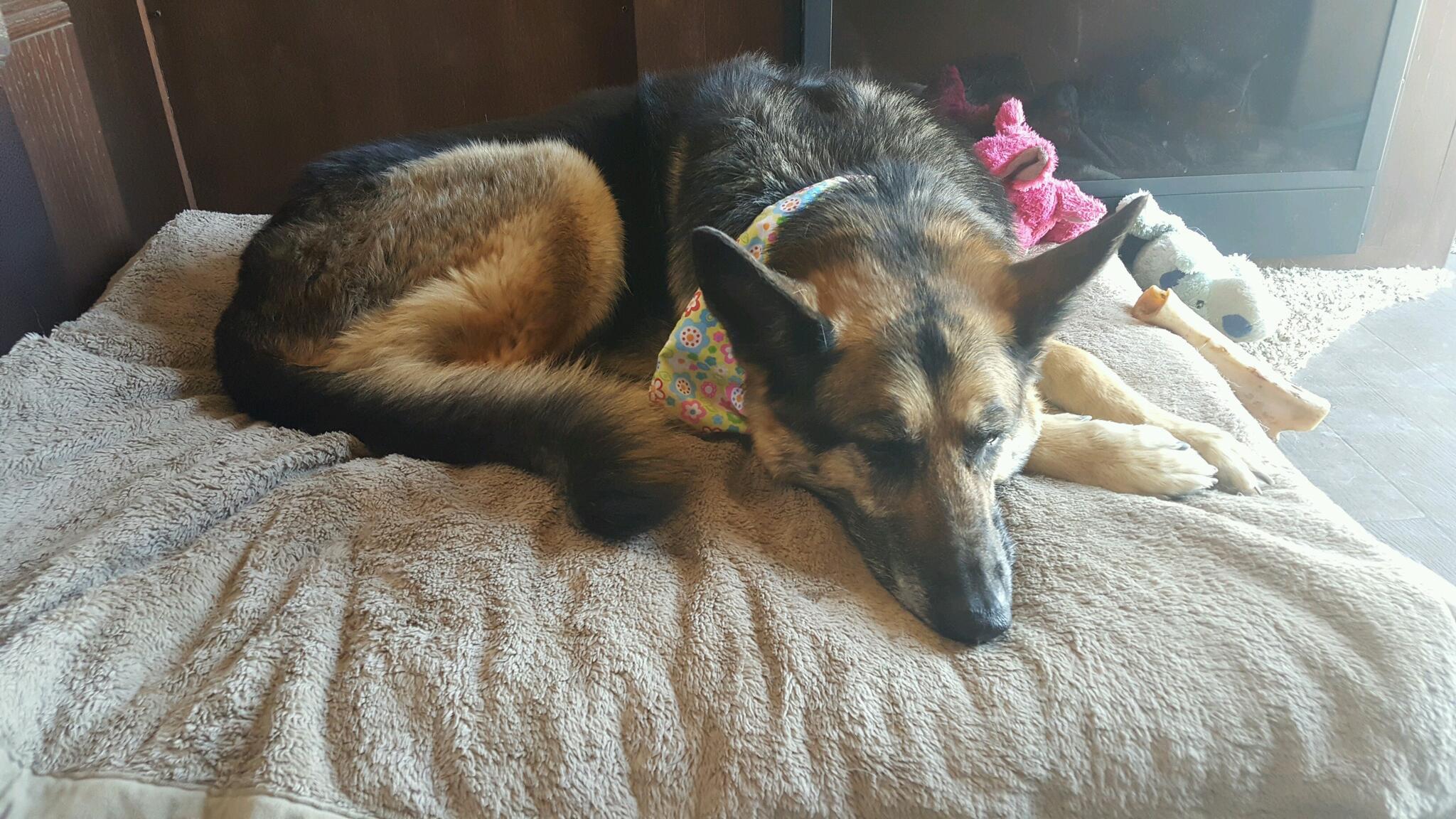 San Dimas Pet Grooming and Boarding