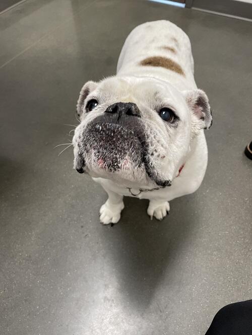 animal health center of leawood