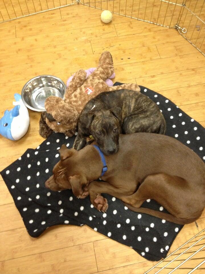 Only Natural Pet Boulder Flagship Store