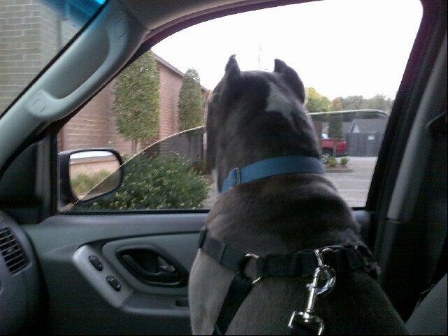 spencer animal hospital phone number