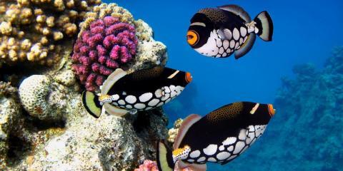 Gerber's hotsell tropical fish