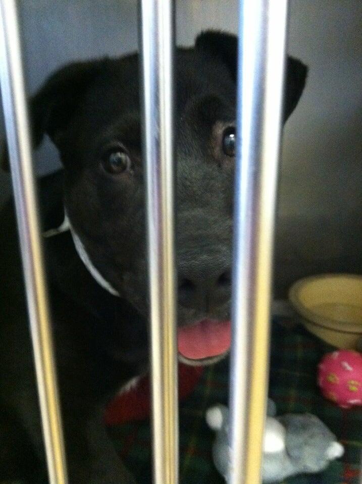 Dearborn Animal Shelter Dearborn, MI Nextdoor