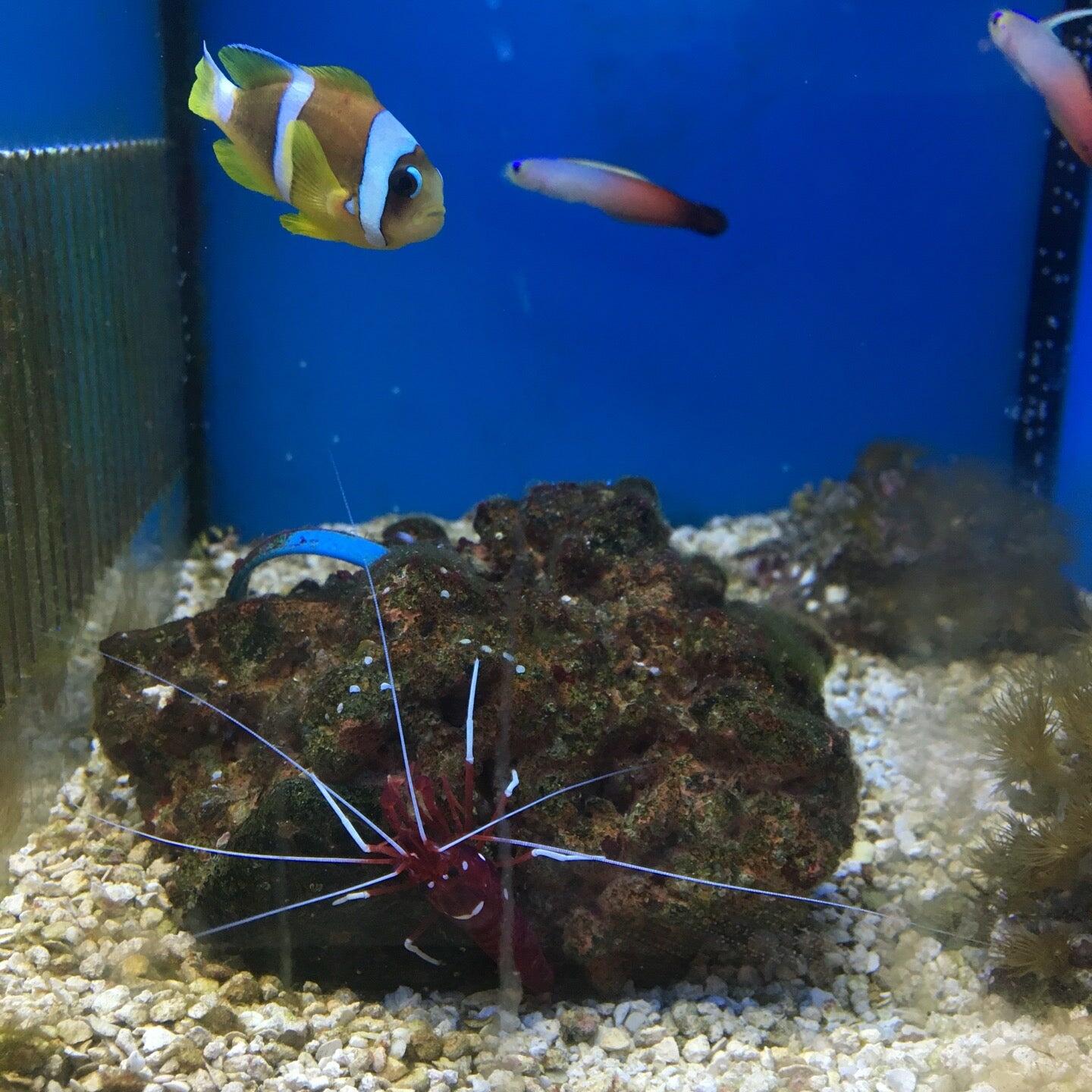 Petco