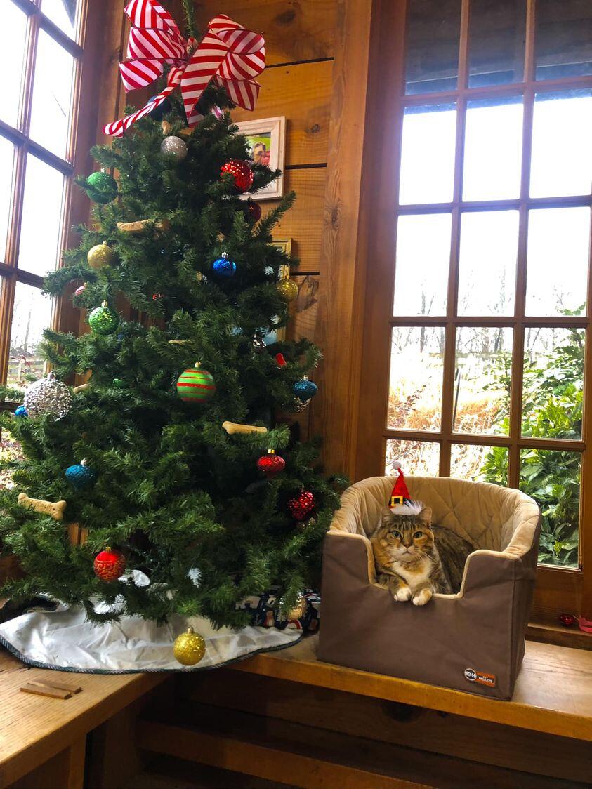 Shannon Veterinary Services Jefferson, GA Nextdoor