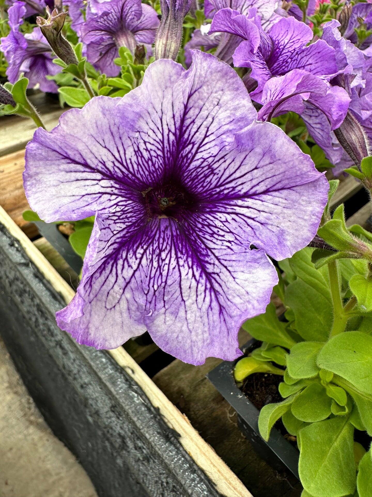 Dutch's Greenhouse Inc Wichita, KS Nextdoor