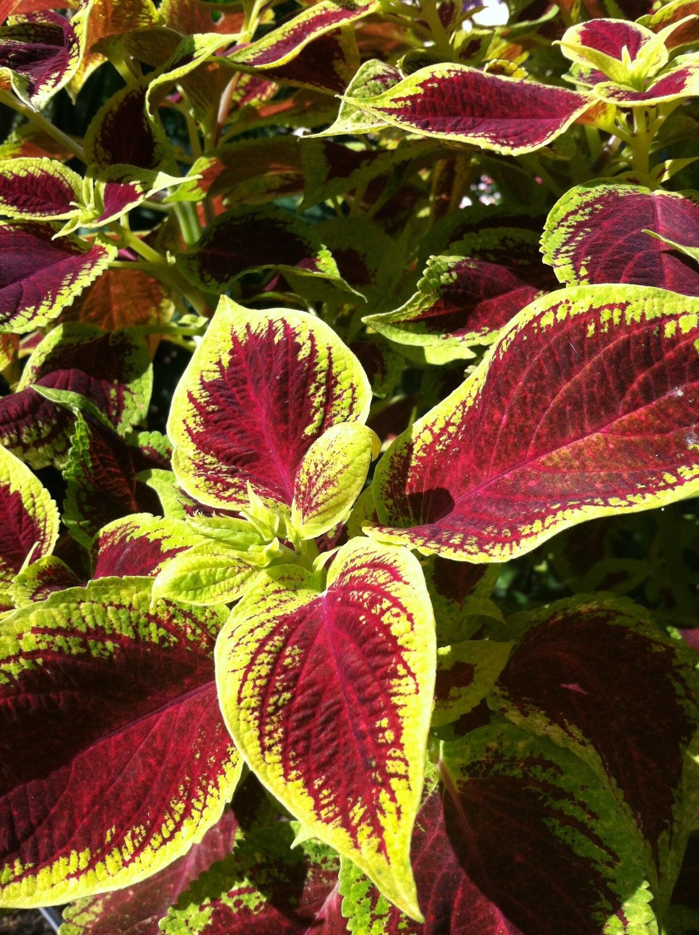 Schroeder's Flowers Green Bay, WI Nextdoor