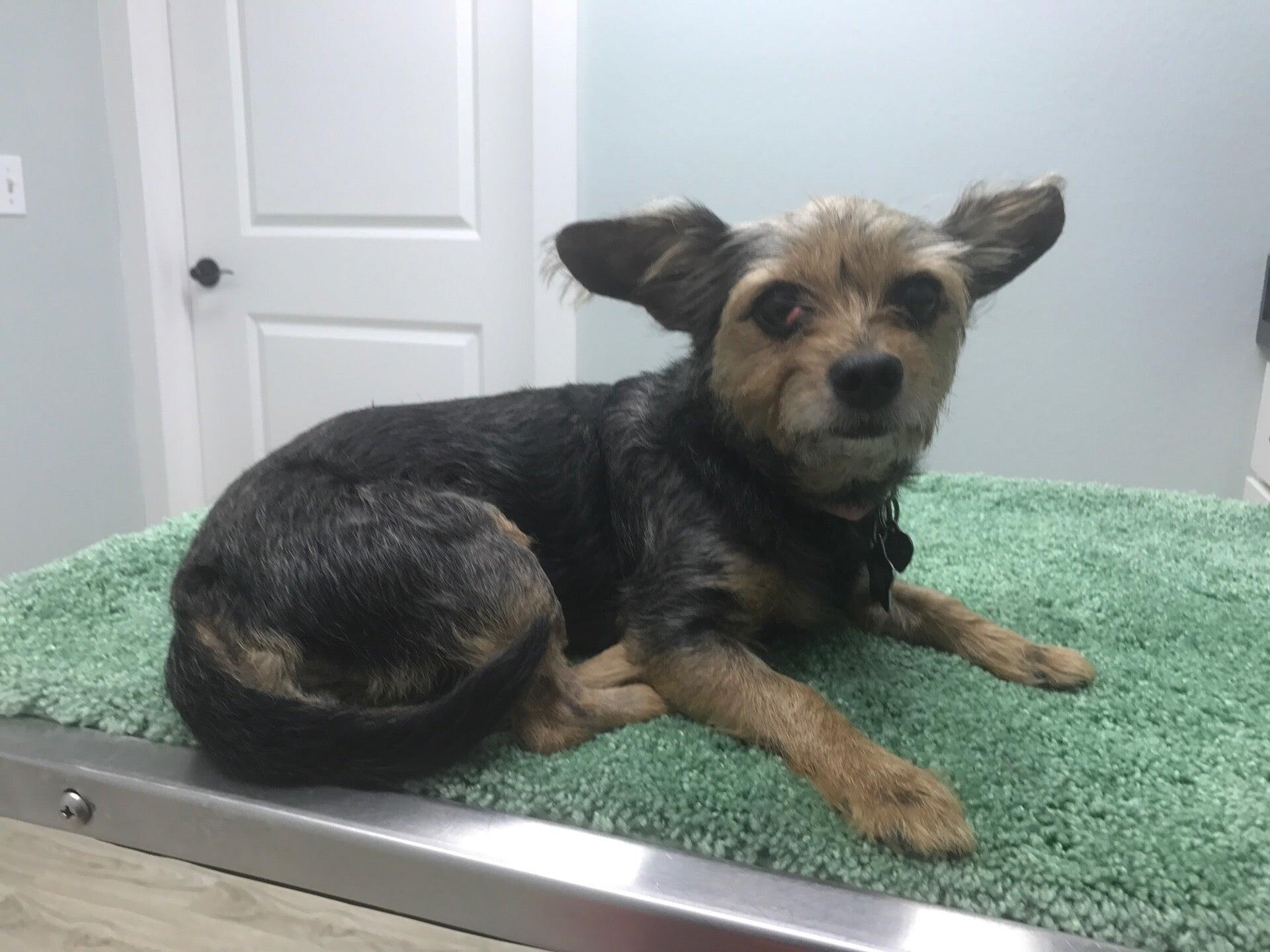 Melbourne Beach Animal Clinic Melbourne Beach, FL Nextdoor