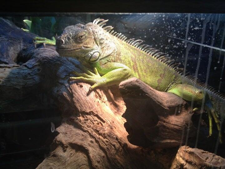 PetSmart