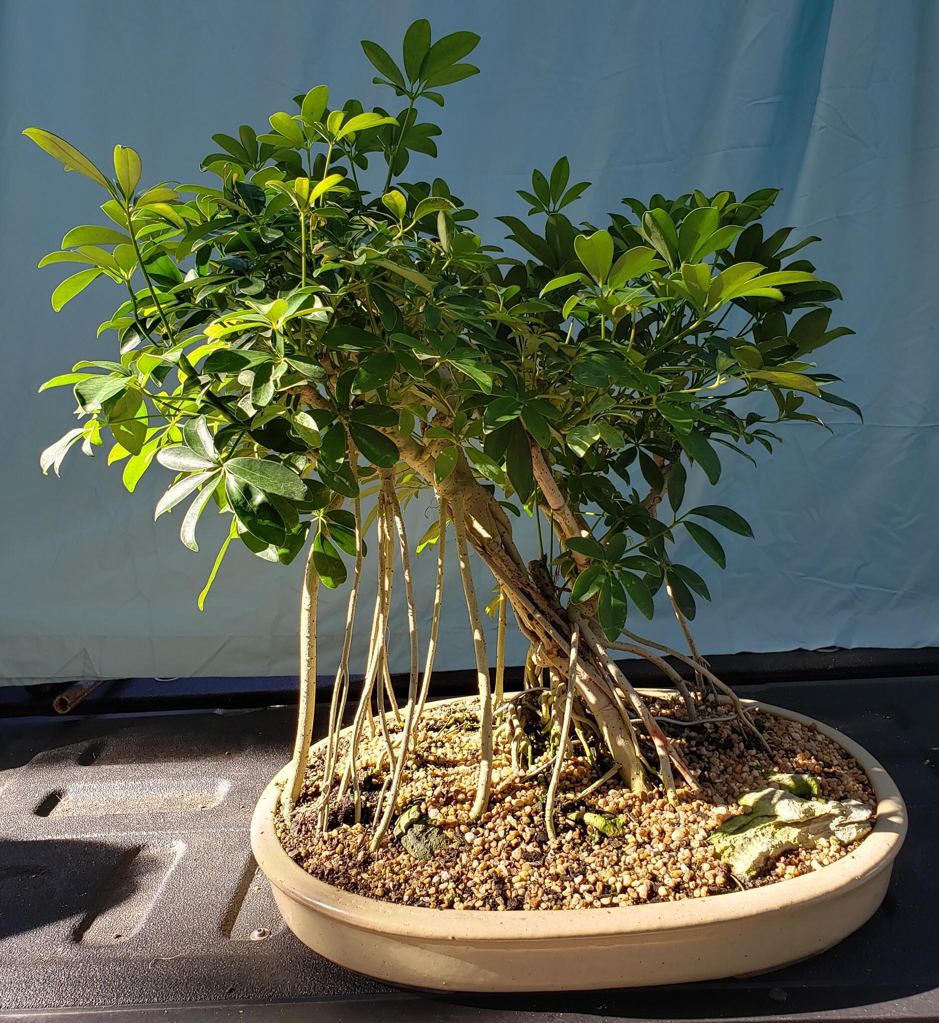 Bonsai Beginnings - Savannah, GA - Nextdoor