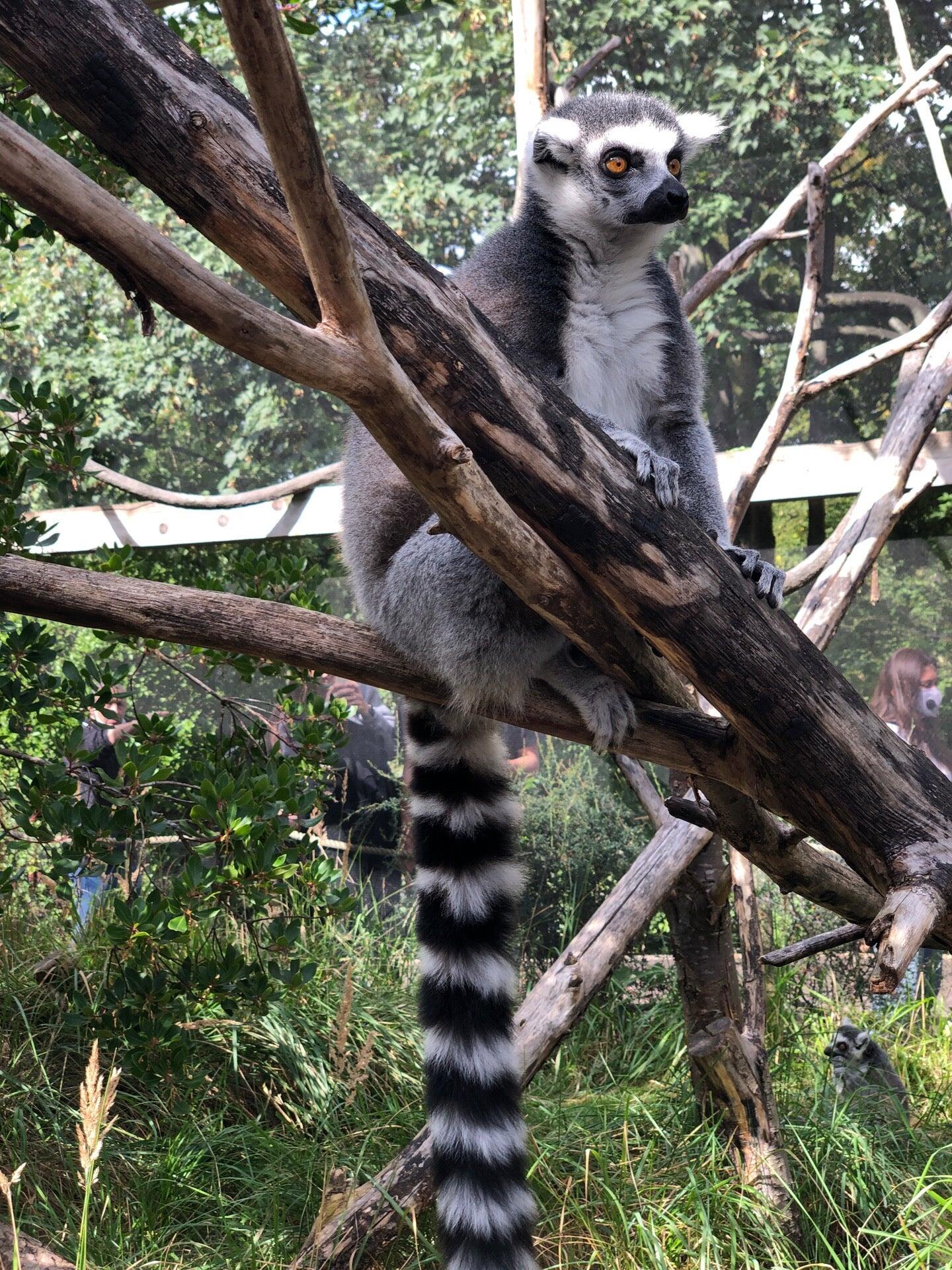 Curated visual reference: Visual Reference: Lemurs Cage London