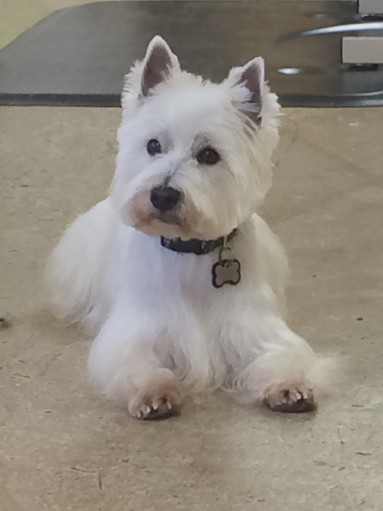 Carolina Pet Spa Apex, NC Nextdoor