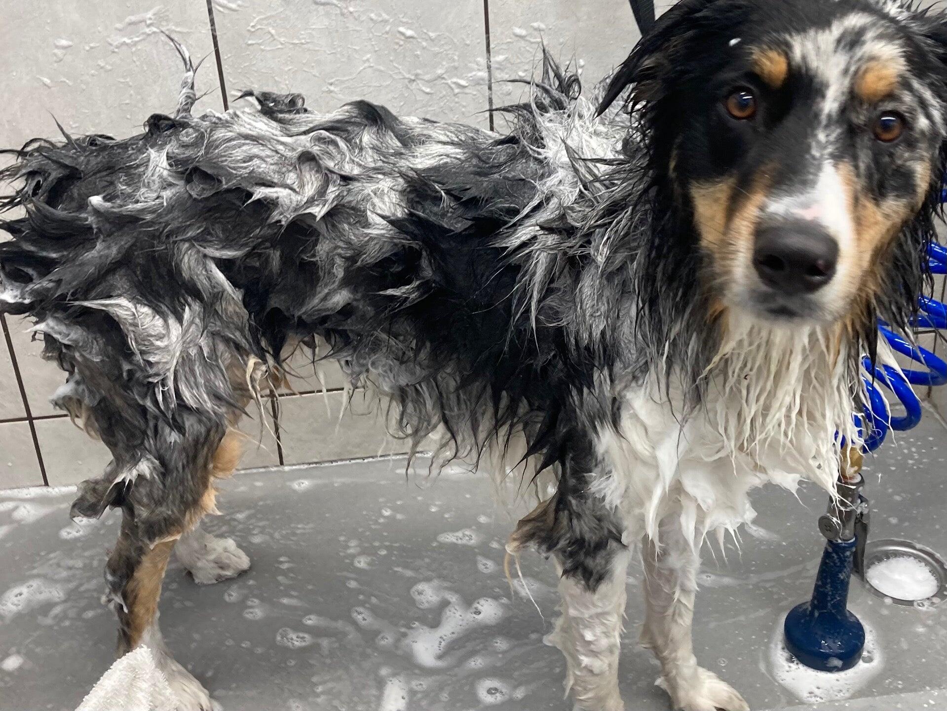 Pet Supplies Plus St. Petersburg