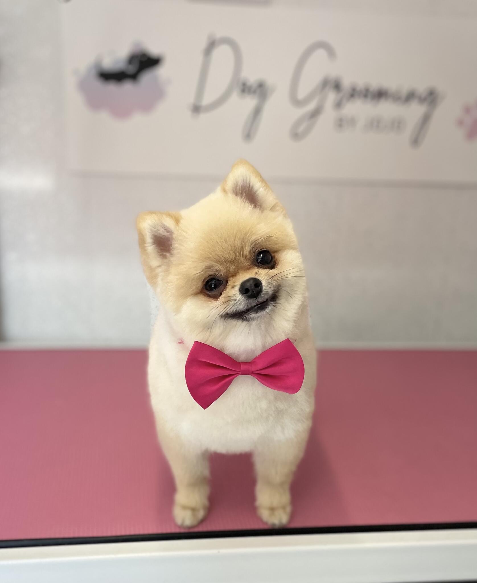 Dog grooming by jojo Halifax Nextdoor