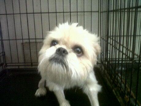 Groomingdales Pet Spa