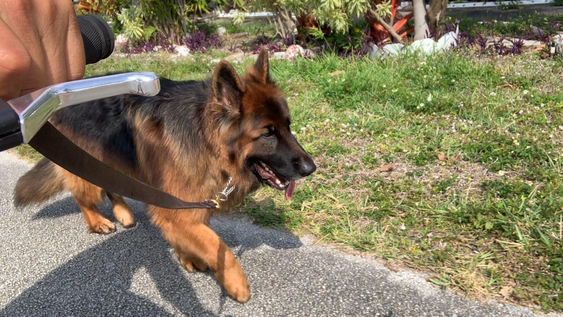 Grateful Companion Pet Care.