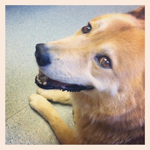 Friarsgate Animal Hospital Irmo, SC Nextdoor