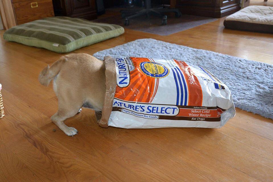 Nature's select dog food petsmart shops