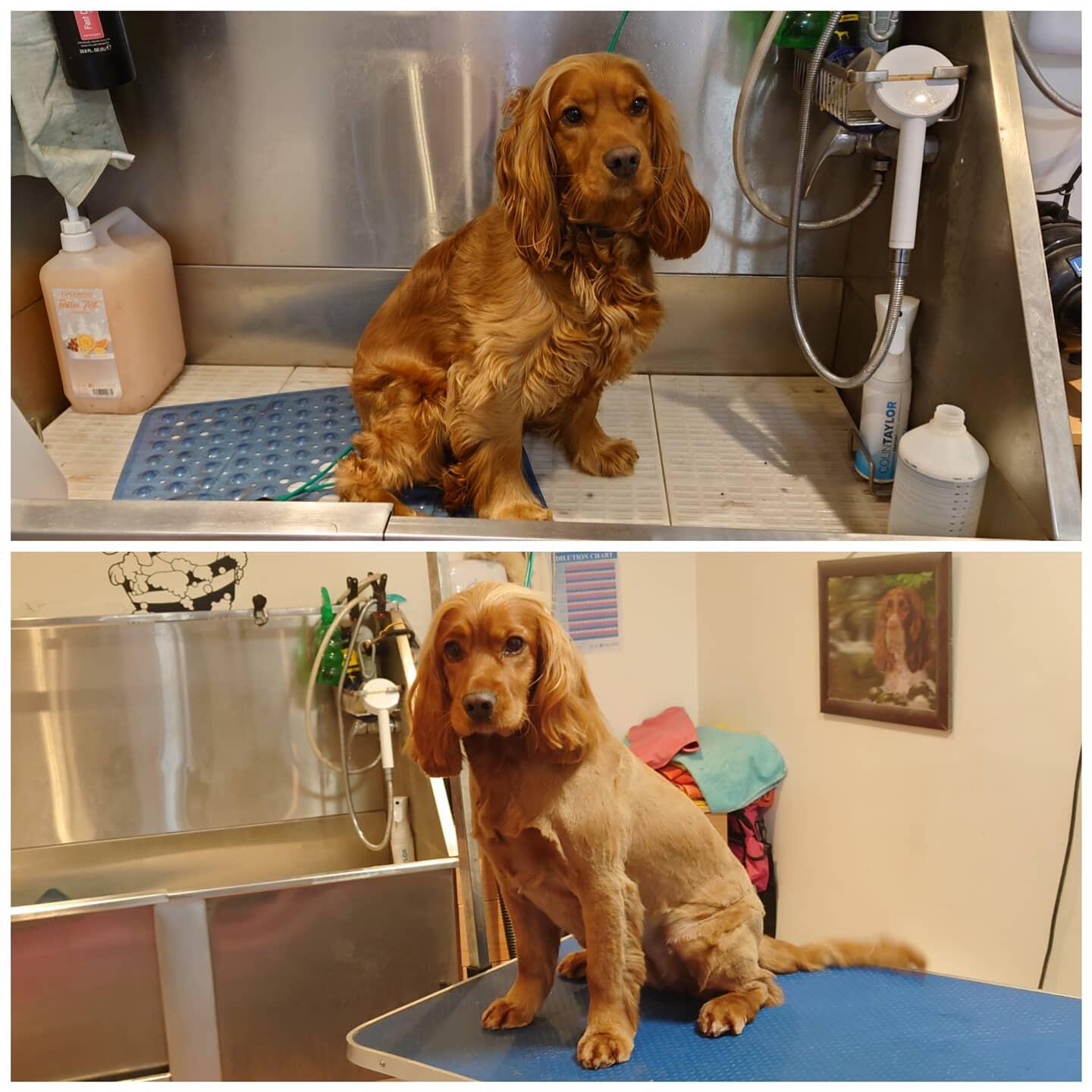 Lady Lilly's Dog Grooming Nextdoor