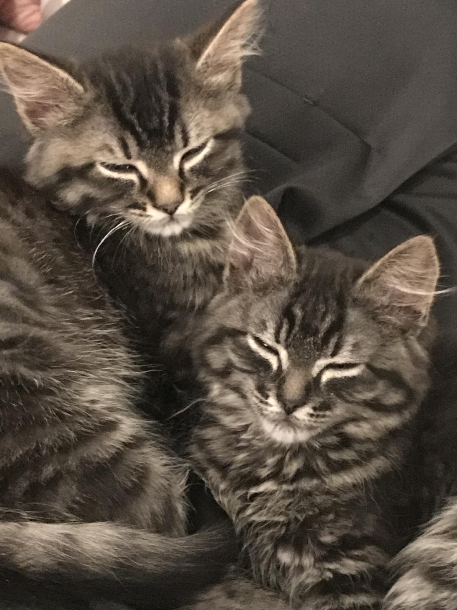 Your Pet’s Favorite Sitter Franklin, TN Nextdoor