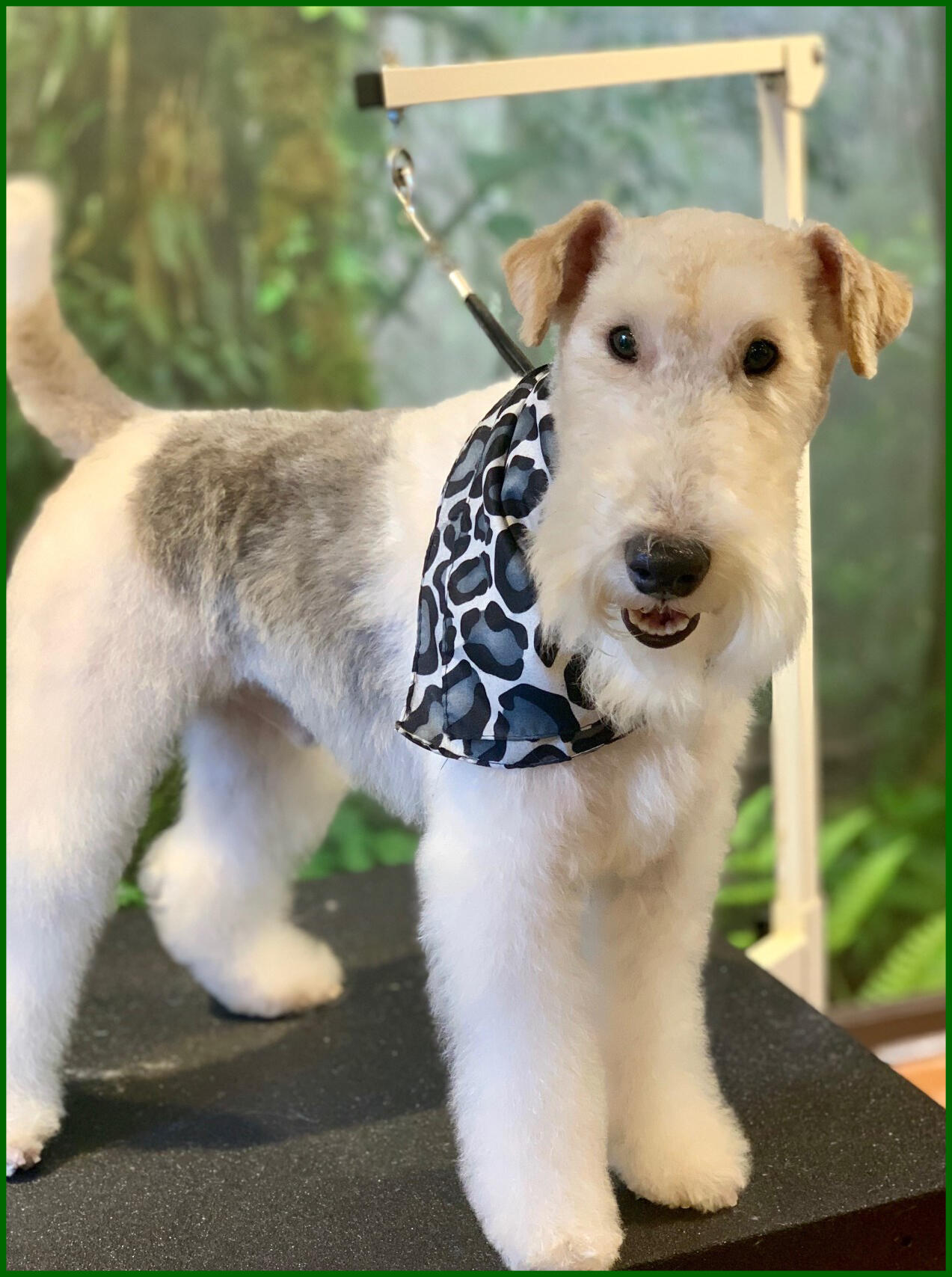 safari pet resort murfreesboro tennessee