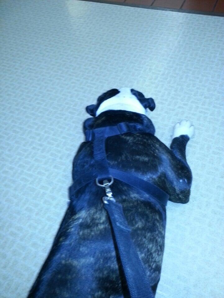 Century Animal Clinic Saint Paul, MN Nextdoor