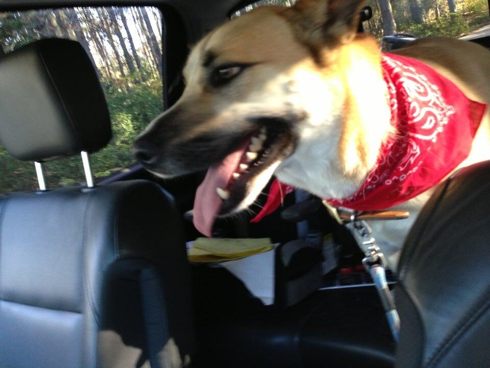 Greenwood Kennels Peachtree City, GA Nextdoor