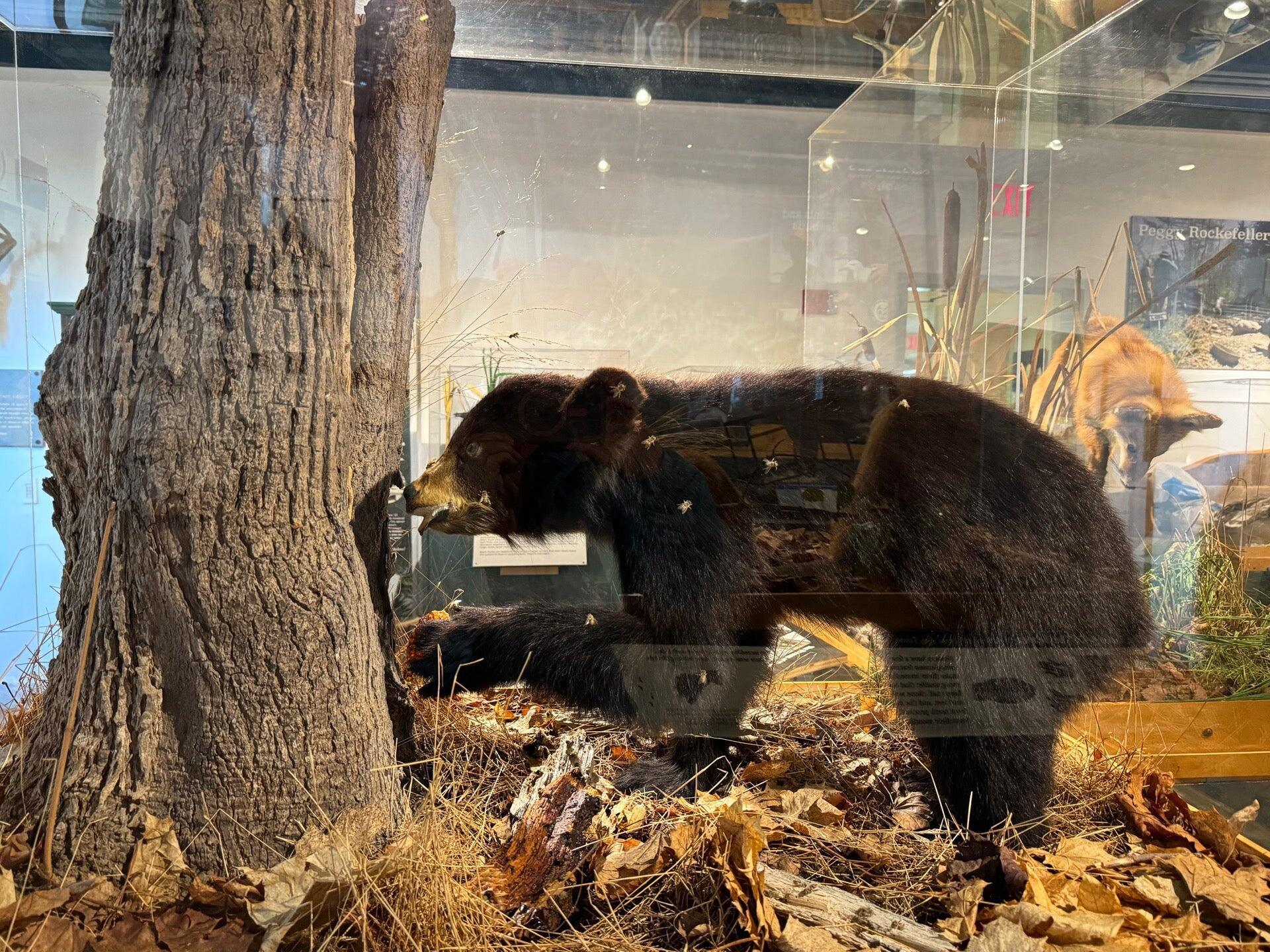 George B. Dorr Museum of Natural History - Bar Harbor, ME - Nextdoor - George B. Dorr Museum Of Natural History