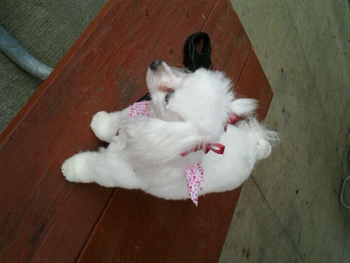 Canine Carousel Pet Salon Herndon, VA Nextdoor