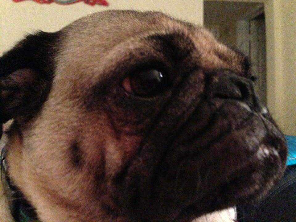 Hollin Hall Animal Hospital Alexandria, VA Nextdoor