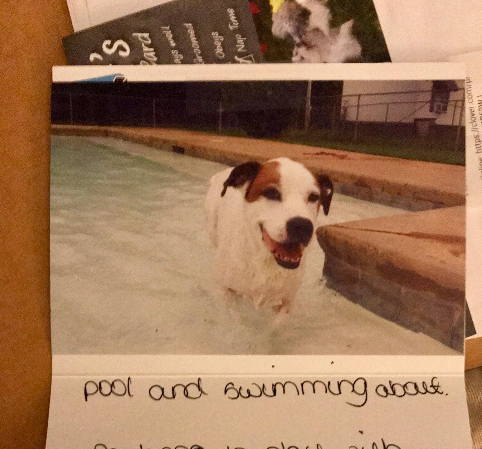 Powderhouse Pet Resort Aiken, SC Nextdoor