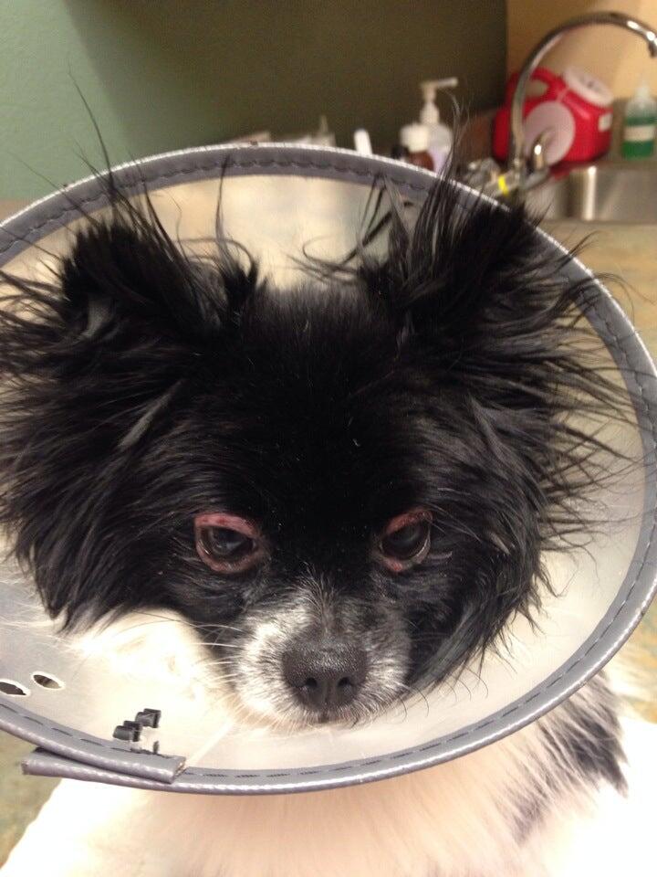 CrossRoads Animal Hospital Colorado Springs, CO Nextdoor