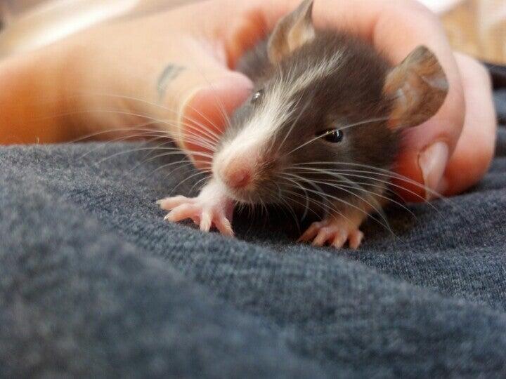 Groves Veterinary Clinic