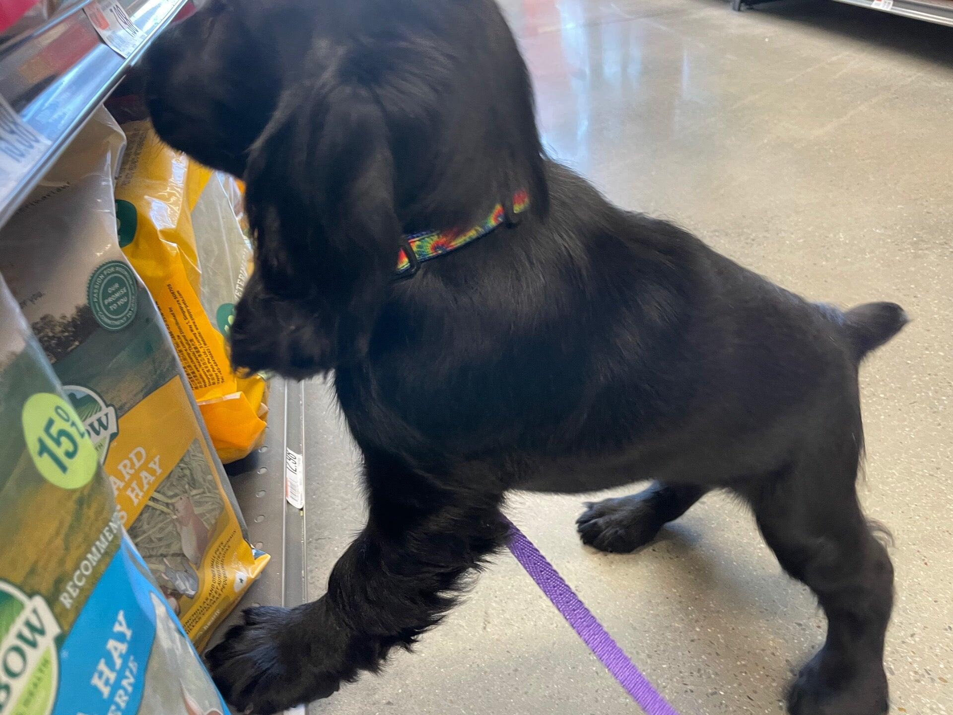 Pet Supplies Plus Madison