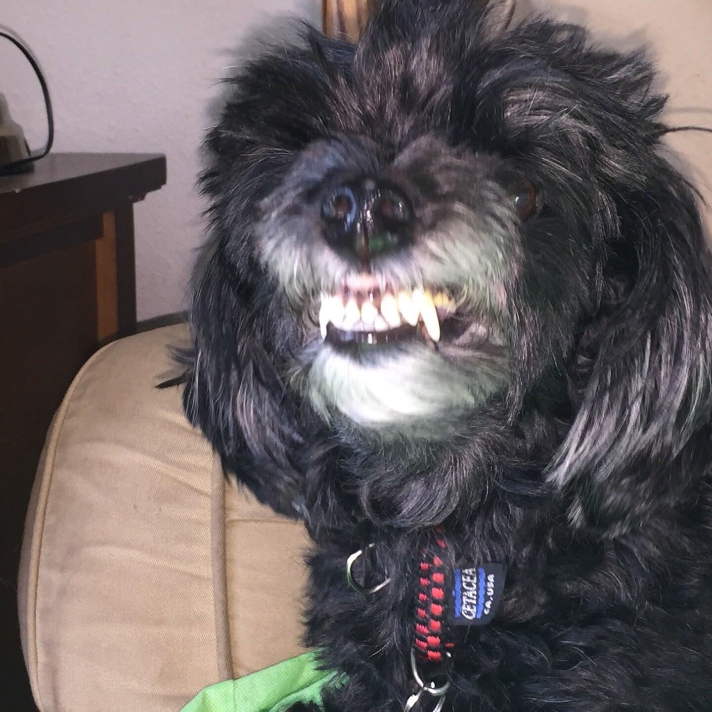 Paw Bright Pet Salon