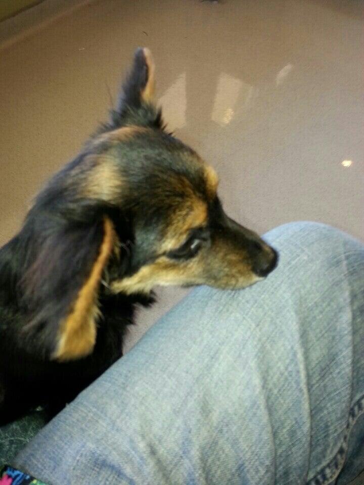 Crestwood Animal Hospital