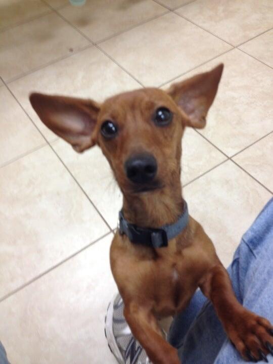 St Francis Veterinary Center