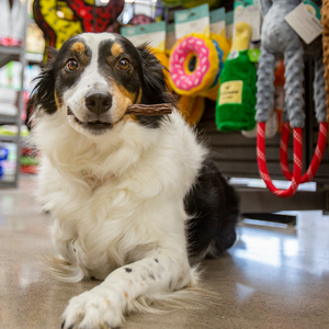 Bark avenue holistic pet supplies online