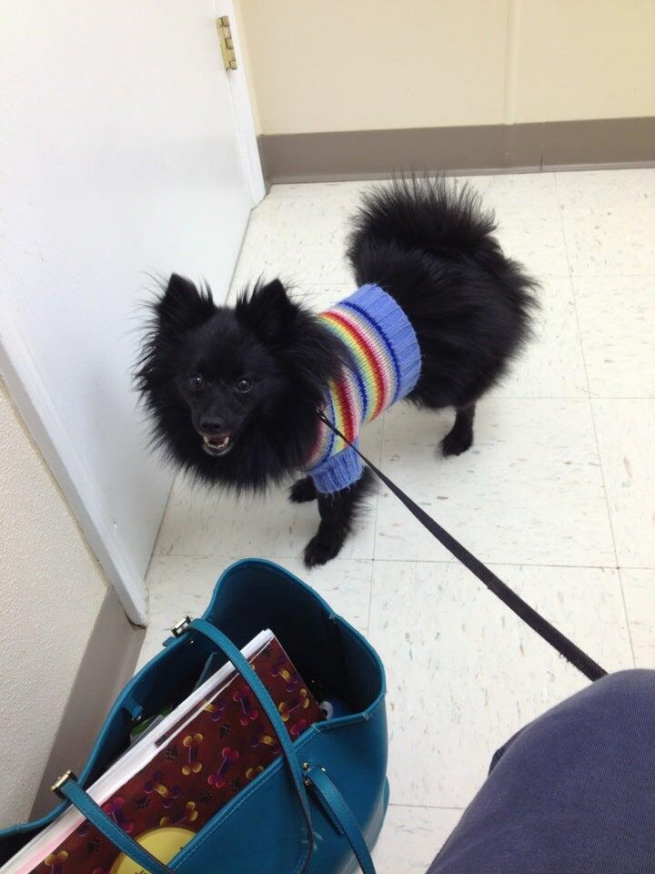 Hickory Grove Animal Hospital Charlotte, NC Nextdoor