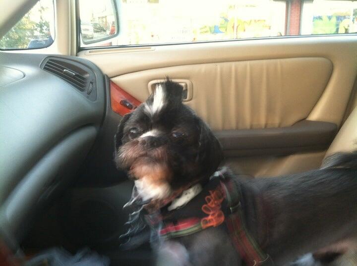 Four Paws Dog Grooming Yonkers, NY Nextdoor