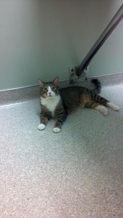 Greece Animal Hospital